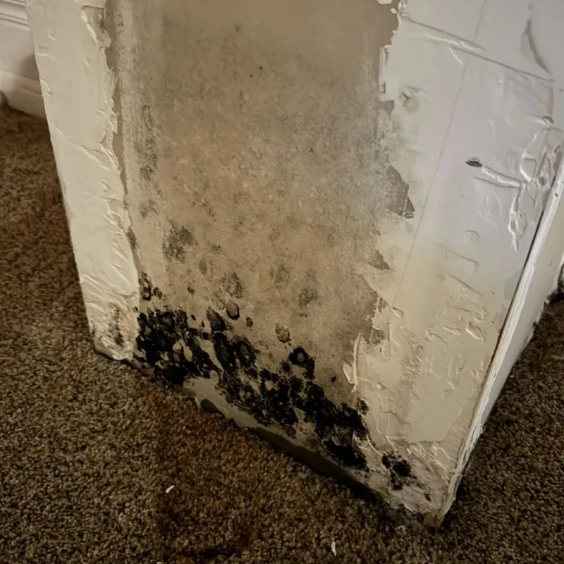 Professional Mold Removal in Middlefield, OH